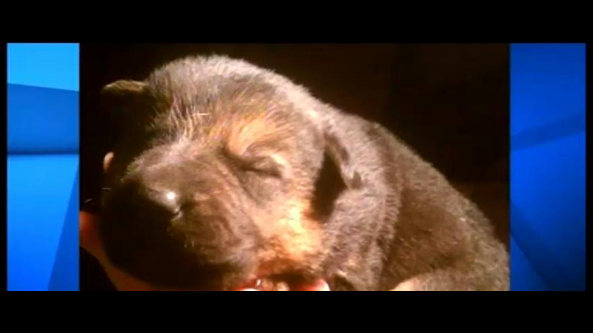 Licking County Kennel Fire Kills 9 German Shepherd Puppies