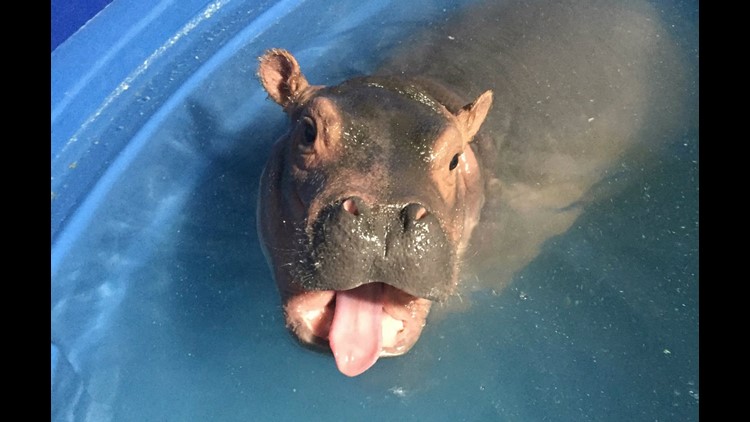 Fiona gets custom Cincinnati Hippos jersey