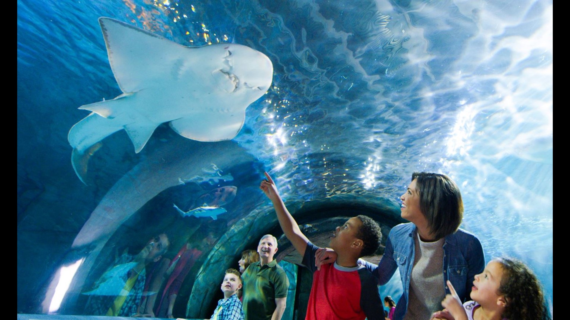 Newport Aquarium celebrates 20th anniversary with new exhibit, free