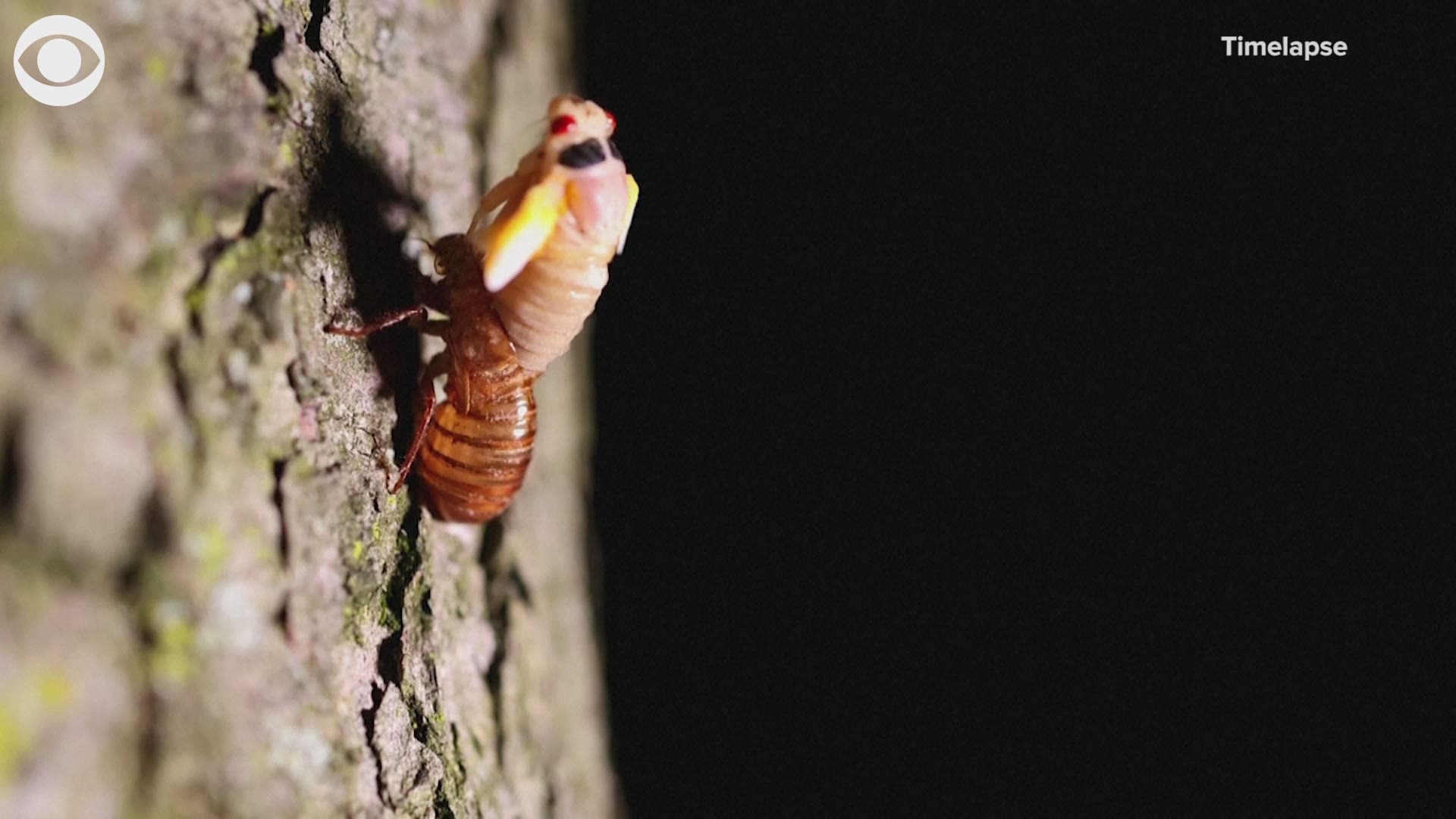 Billions of cicadas are expected to emerge in parts of the U.S. after 17 years underground.