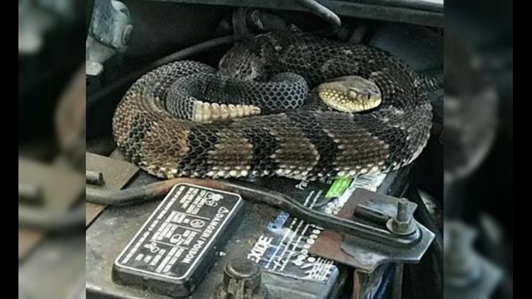 Man finds rattlesnake under hood while trying to start car | 10tv.com