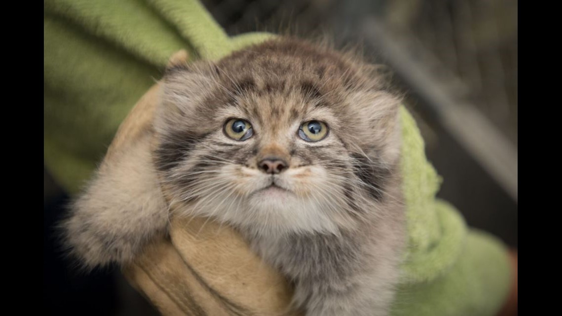 CUTE: Zoo welcomes Pallas's cat kittens