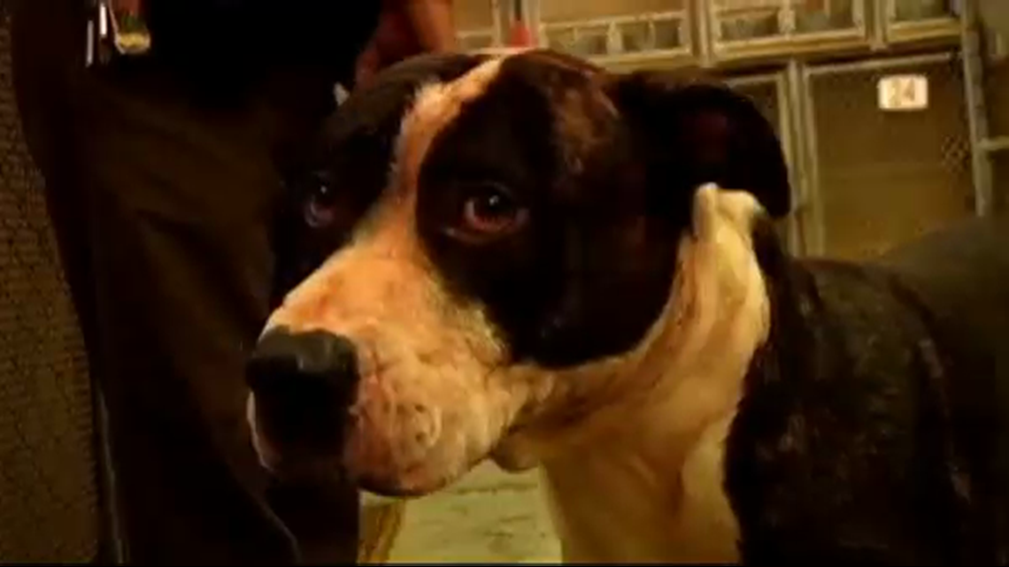 Law Could Remove Pit Bulls From Ohio S Vicious Dogs List 10tv Com   3cda9006 8e72 4319 B5b7 12f9ad7cc572 1140x641 