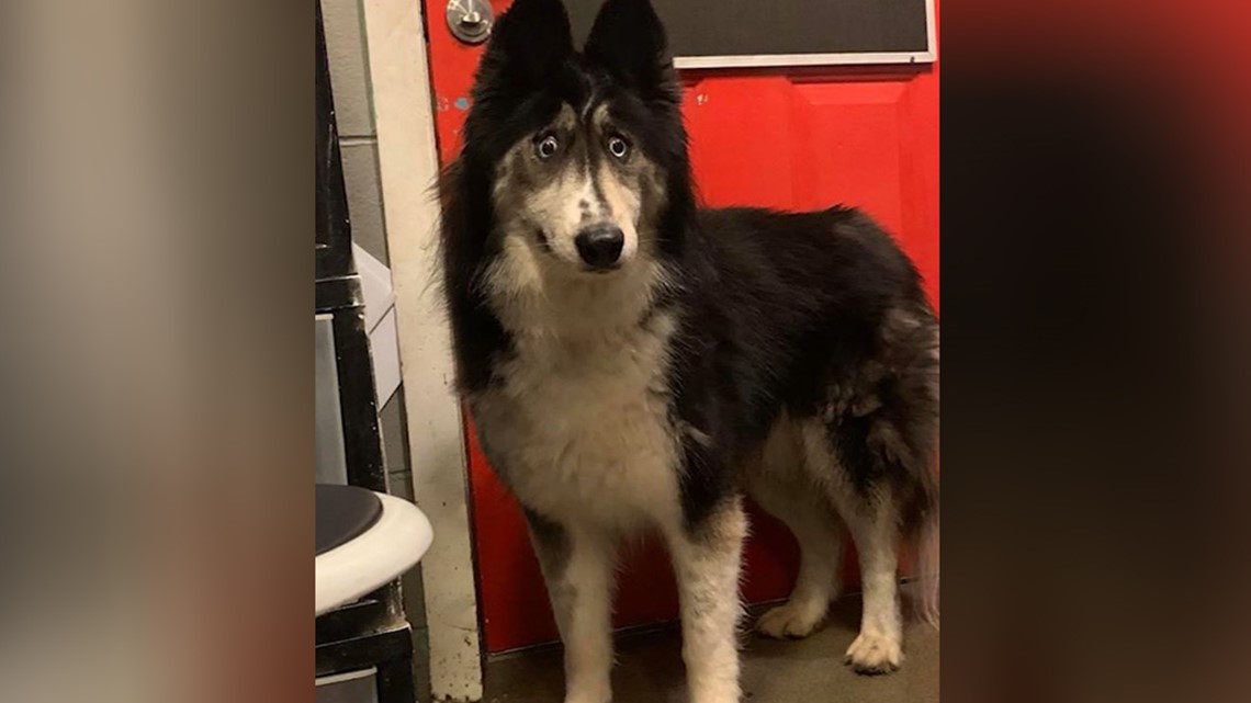 Abandoned husky with 'weird' eyes adopted after photo went viral
