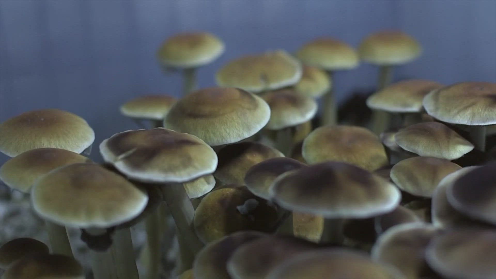 Researchers at Ohio State University have just been approved to start growing the mushrooms.