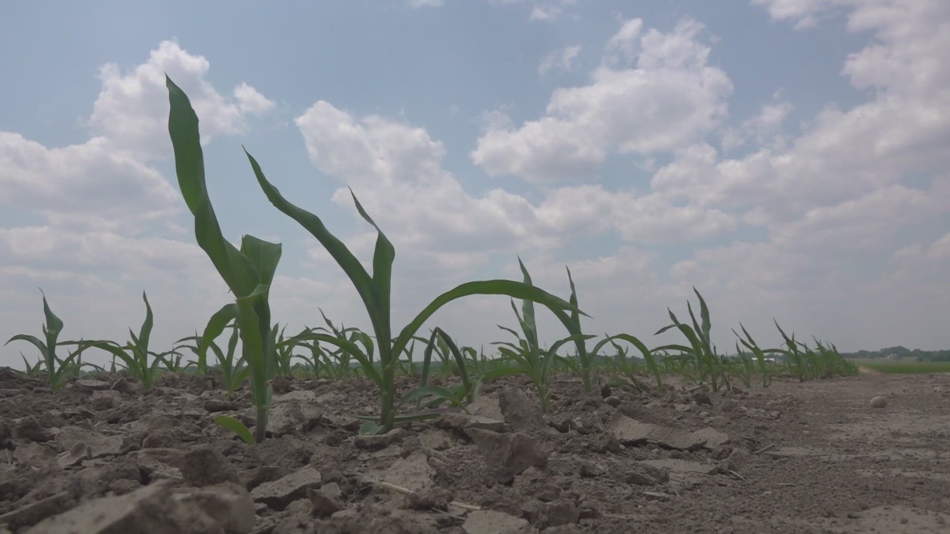 Farmers are closely watching the weekend forecast because their soybeans and corn need rain. Experts say it’s too early to tell if the drought will impact prices.