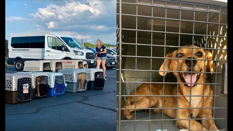 More than 120 dogs and cats rescued from Tropical Storm Barry's path in  Louisiana 