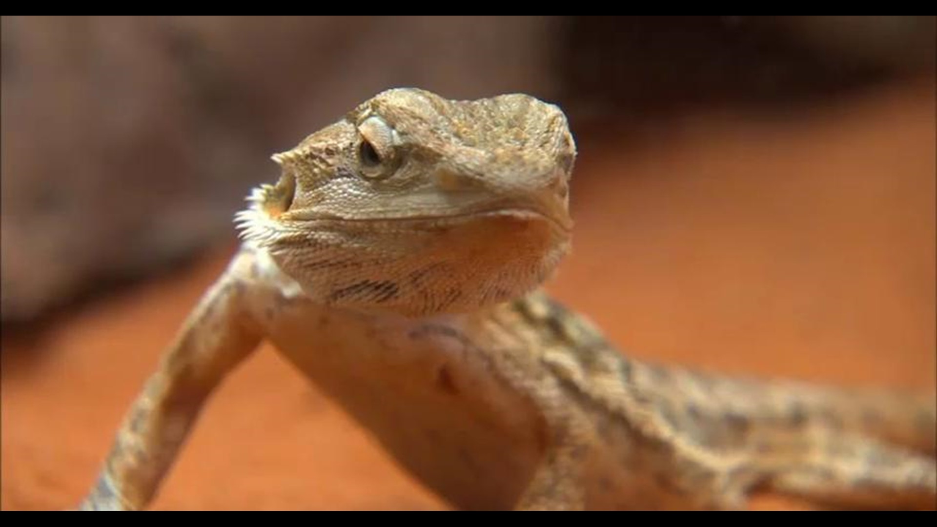 Delaware Pet Store Offers Reward For Stolen Lizard