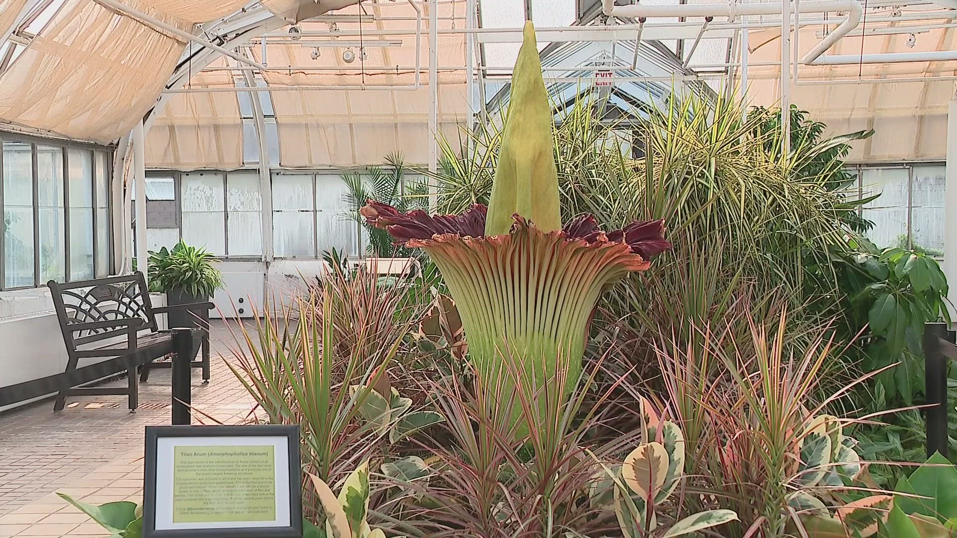 This bloom will be open only for one to two days before the plant collapses into a dormant state.