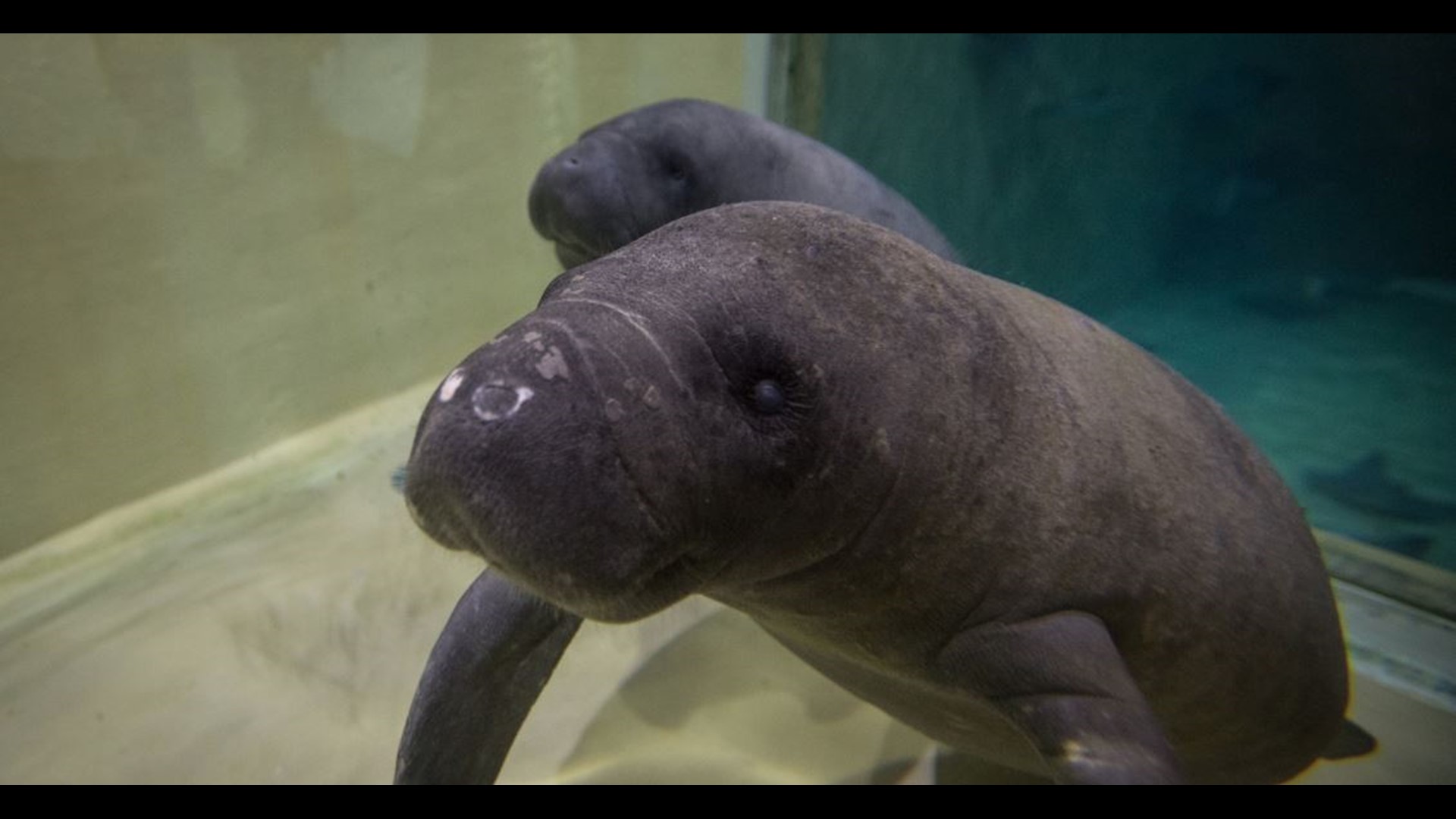 Columbus Zoo takes on pair of orphaned manatees