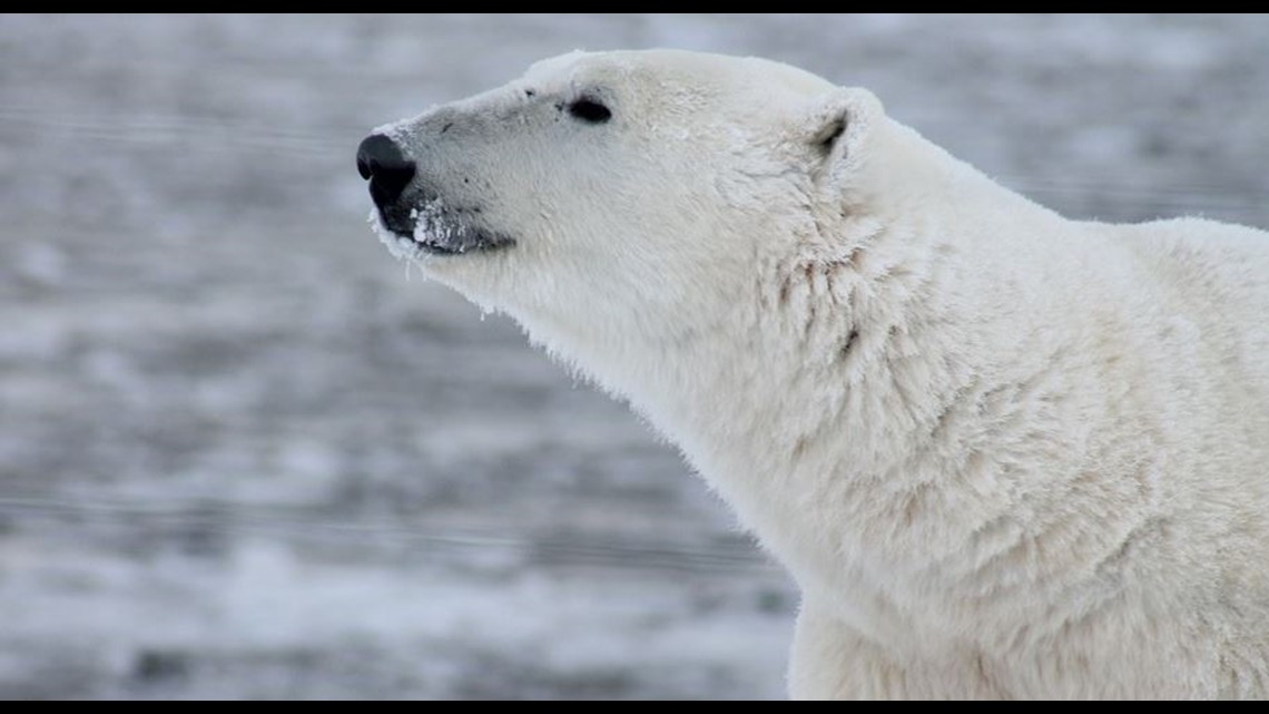 "He Died A Hero": Father Protecting His Kids Killed By Polar Bear ...