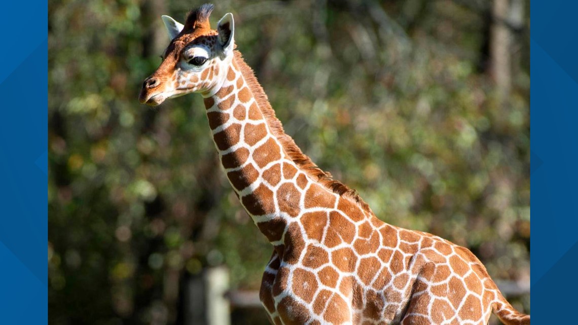 Giraffe at Louisiana zoo named for Bengals quarterback Joe Burrow dies  after sudden illness 