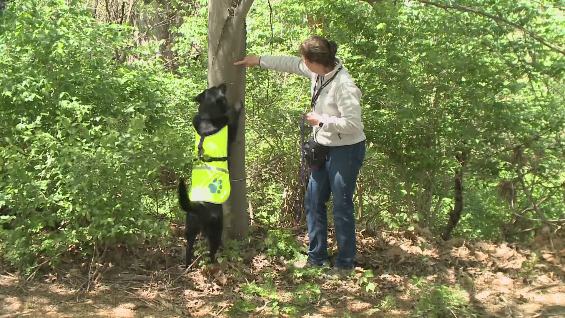 So far, the dogs have uncovered more than 4,000 of the masses, meaning they've helped eradicate as many as 200,000 of the bugs.