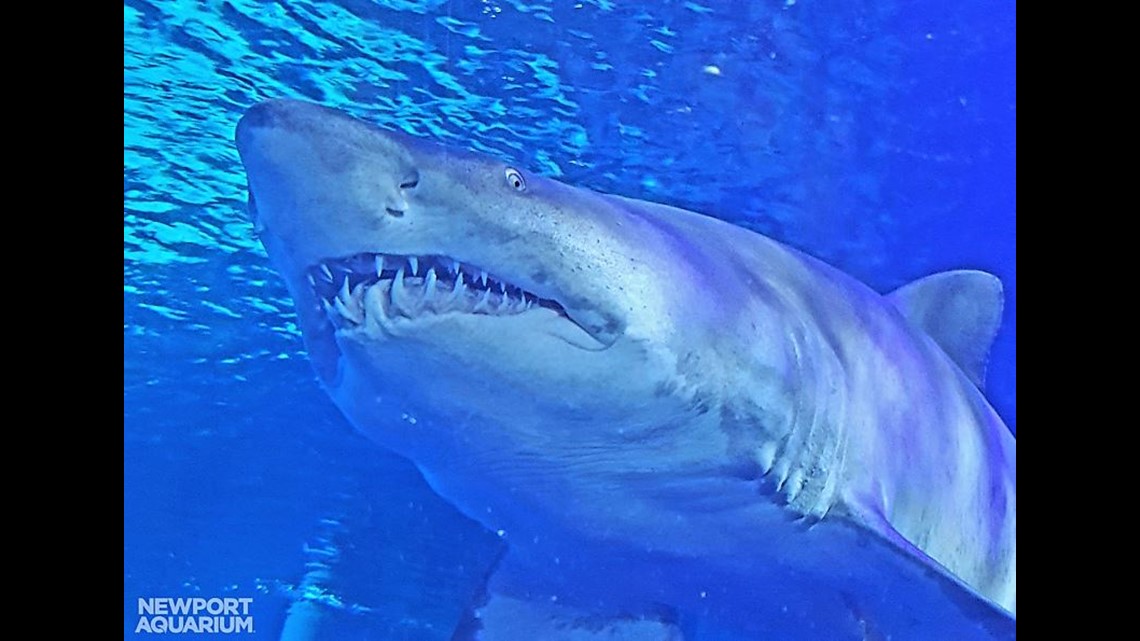 Shark Summer Begins At Newport Aquarium 10tv Com