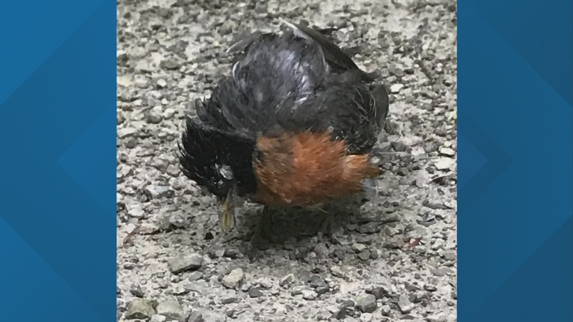 The Ohio Department of Natural Resources Division of Wildlife has received several calls about dead birds being found over Ohio and nearby states.