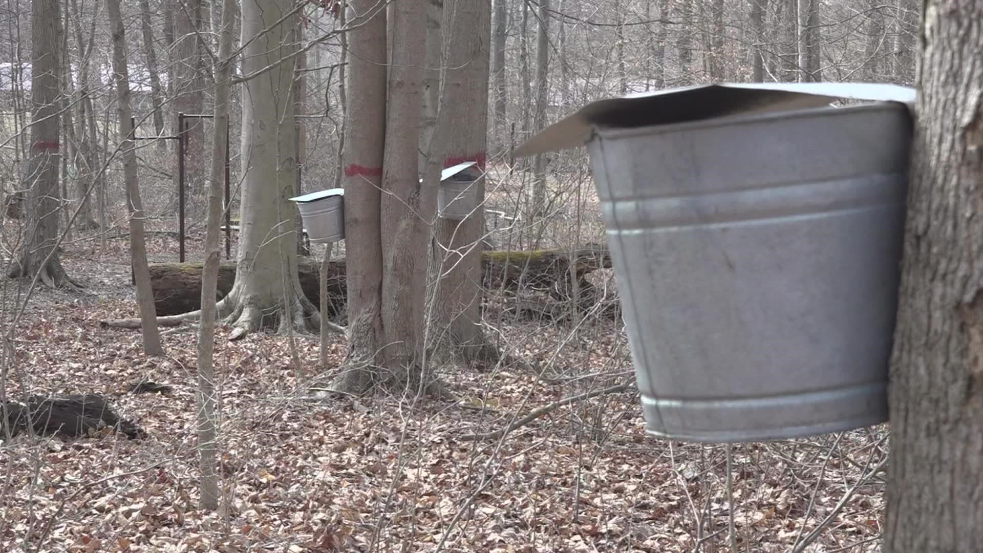 The weather can also play a role into how the maple syrup ends up tasting.