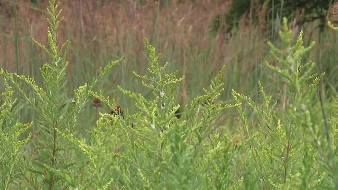 OhioHealth doctor discusses CDC's latest data on ER visits from tick bites