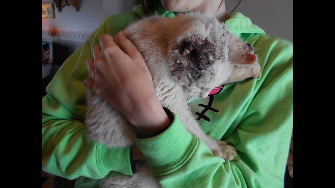 Cat Suffering From Frostbite Needs Surgery to Save Ear 