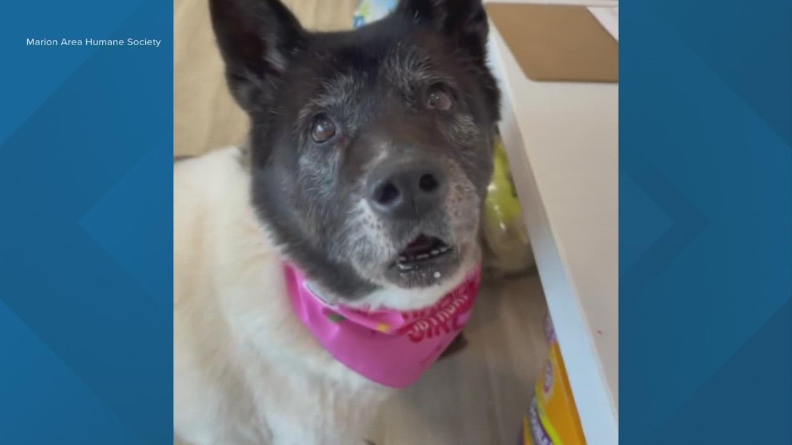 Columbus area animal shelters raise money in honor of Betty White - Vimarsana News
