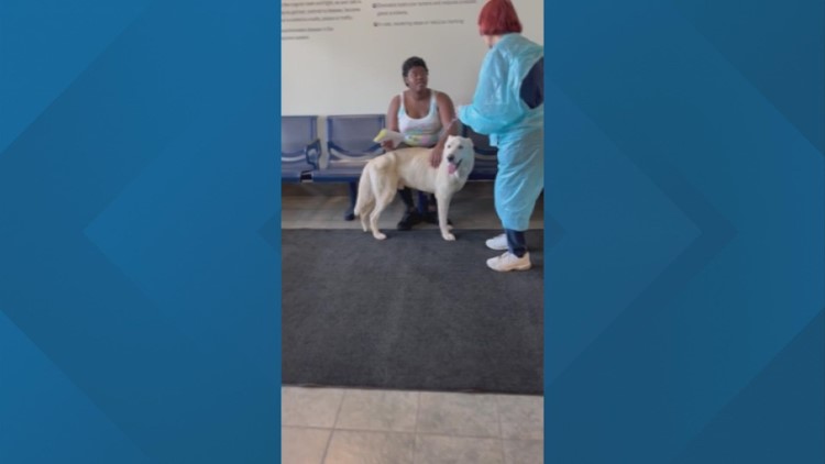 Dog reported stolen in 2019 reunited with owner 3 years later in Franklin County