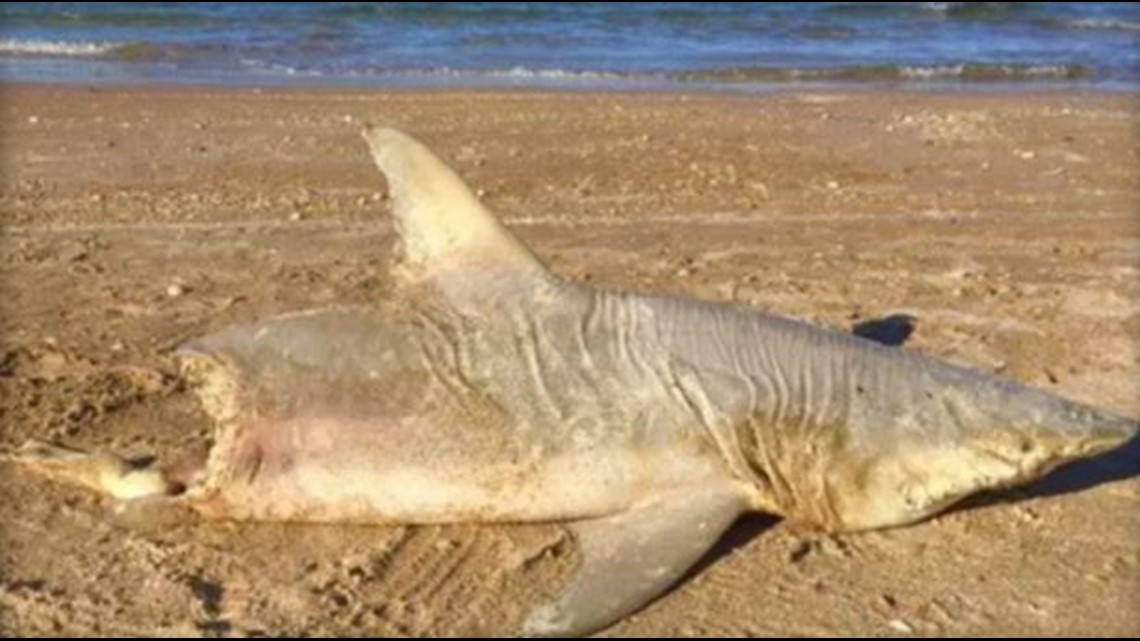 The mystery of the halfeaten shark that washed up on Florida beach