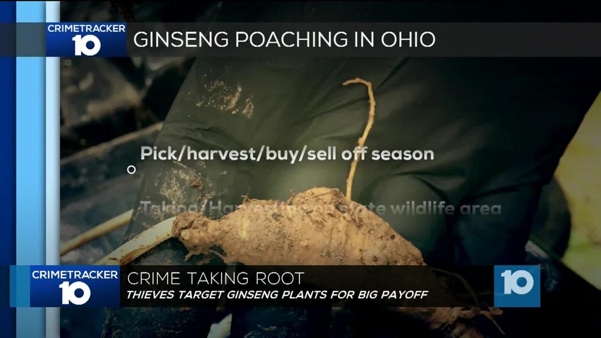 Ohio officials: Criminals turning to ginseng poaching for big payoff