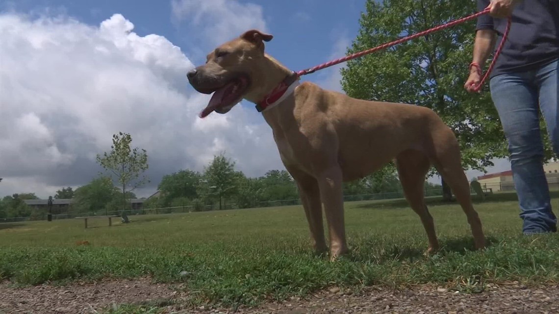 How to protect pets in the heat - Vimarsana News