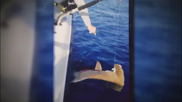 Investigation launched after new shark abuse video emerges