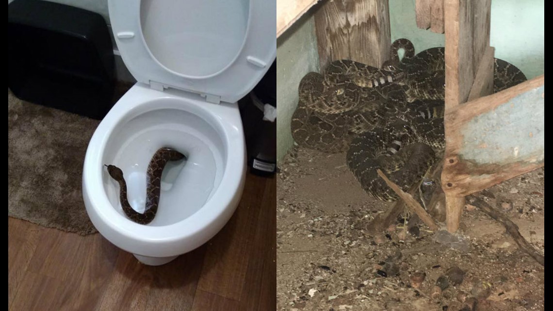 24 rattlesnakes found in Texas house -- including one in the toilet