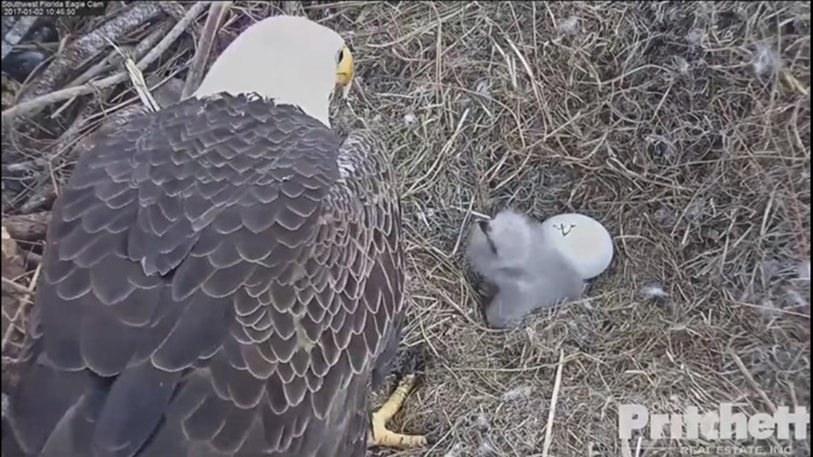 World-famous baby bald eagle killed by rat poison 