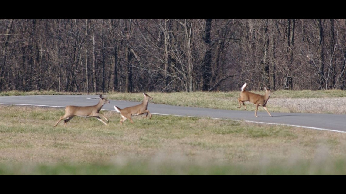 Ohio's fall hunting seasons to begin next month