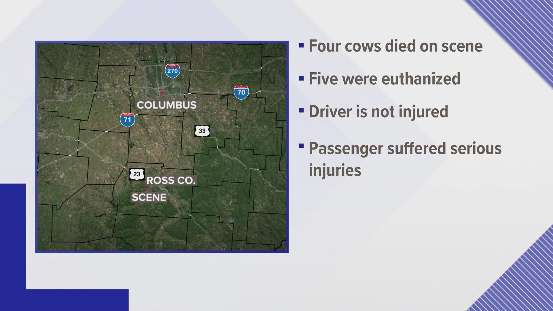 The driver was traveling eastbound when he hit the cows trying to cross the road.