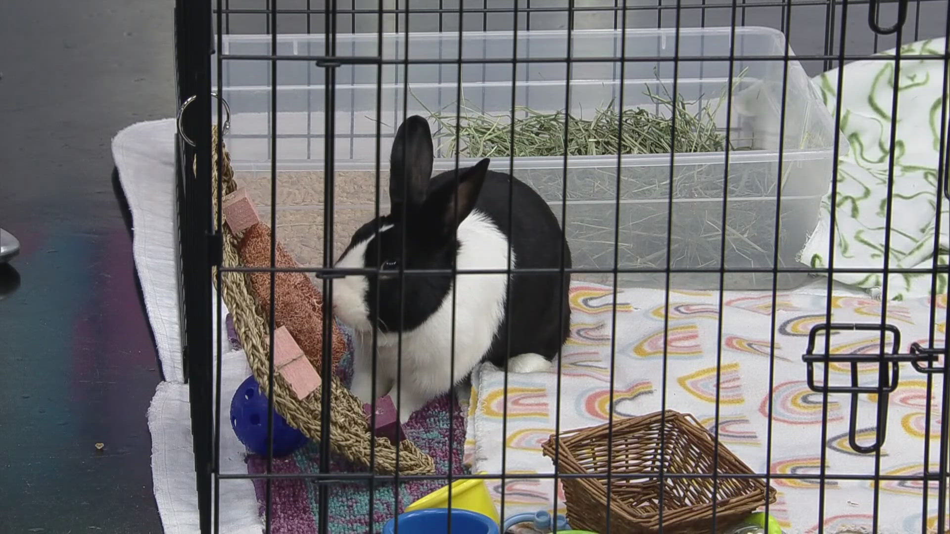 Ohio House Rabbit Rescue braces for post-Easter influx | 10tv.com