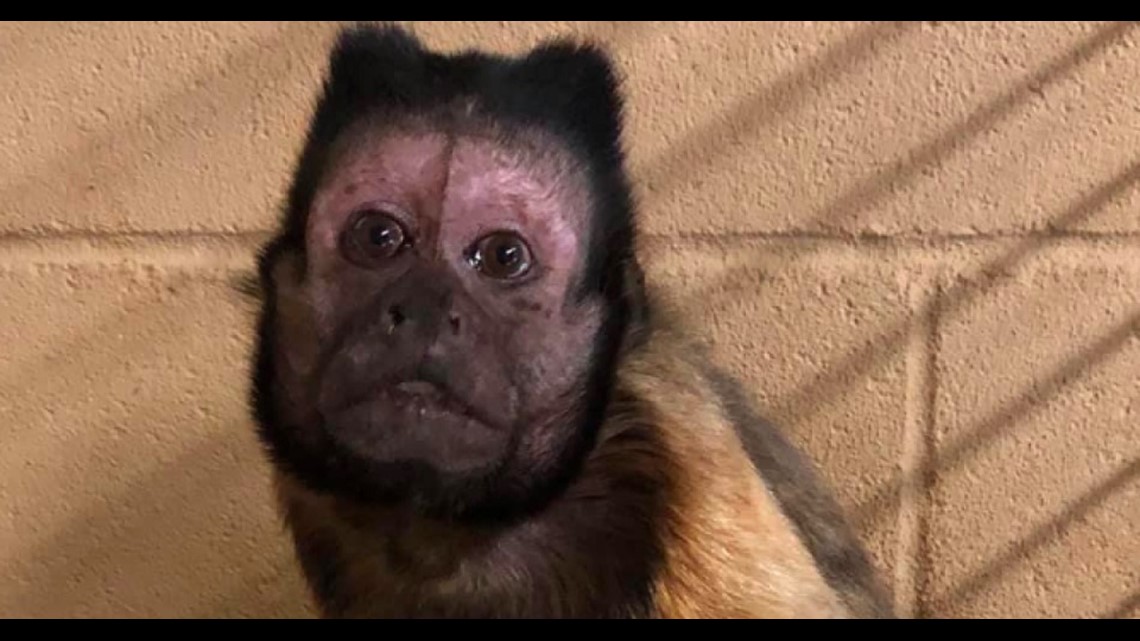 Zoo monkey dies after receiving injuries from fighting off