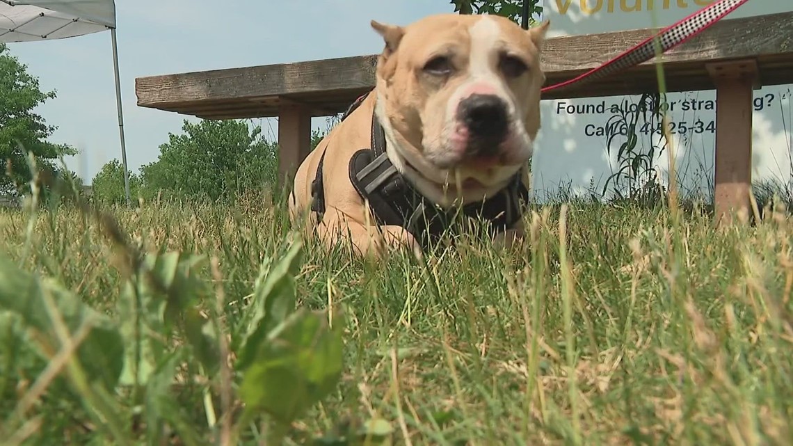 Franklin County Dog Shelter teams up with Ohio State player for adoption event