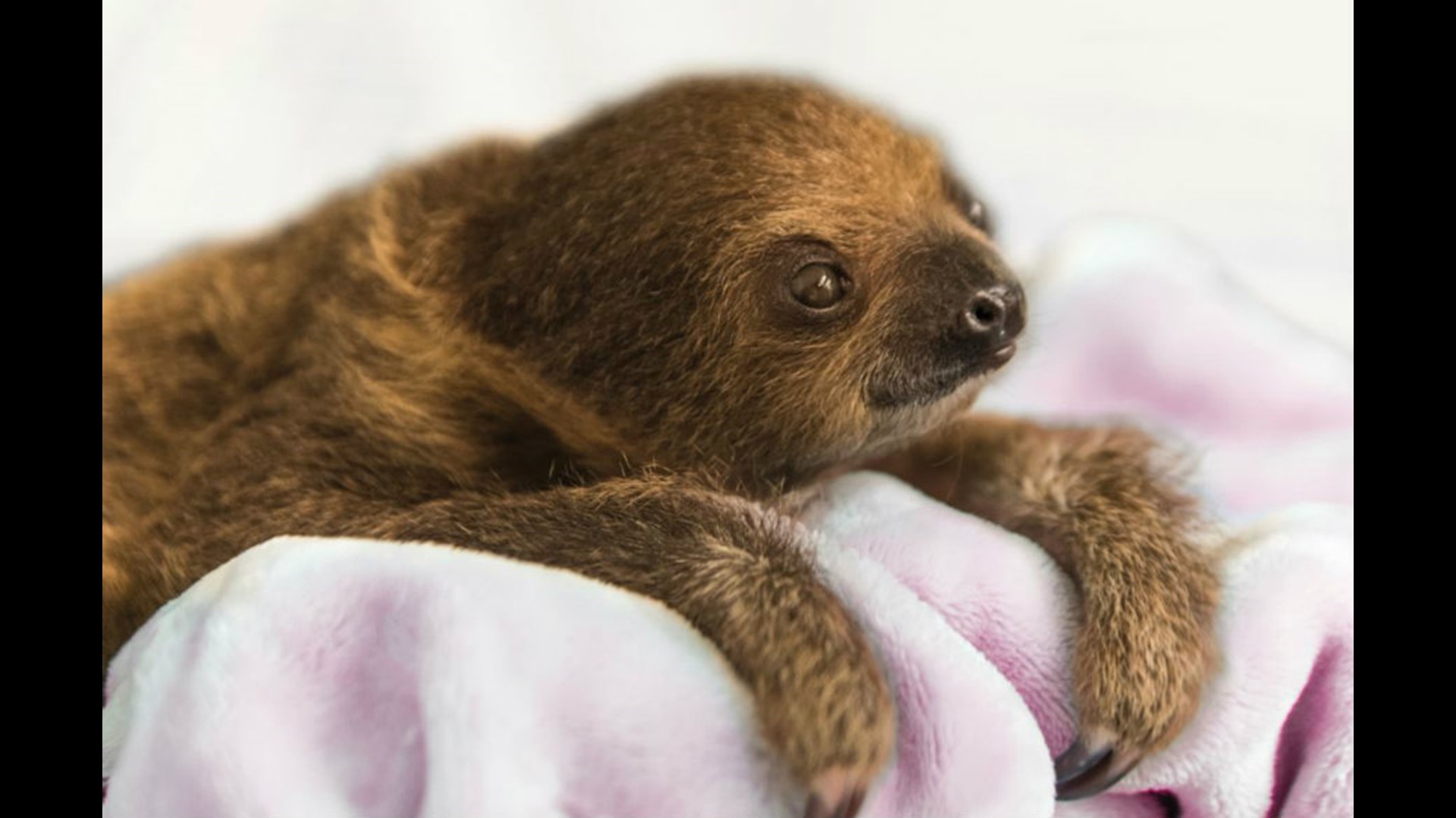 Baby sloth ready for visitors at Pittsburgh National Aviary