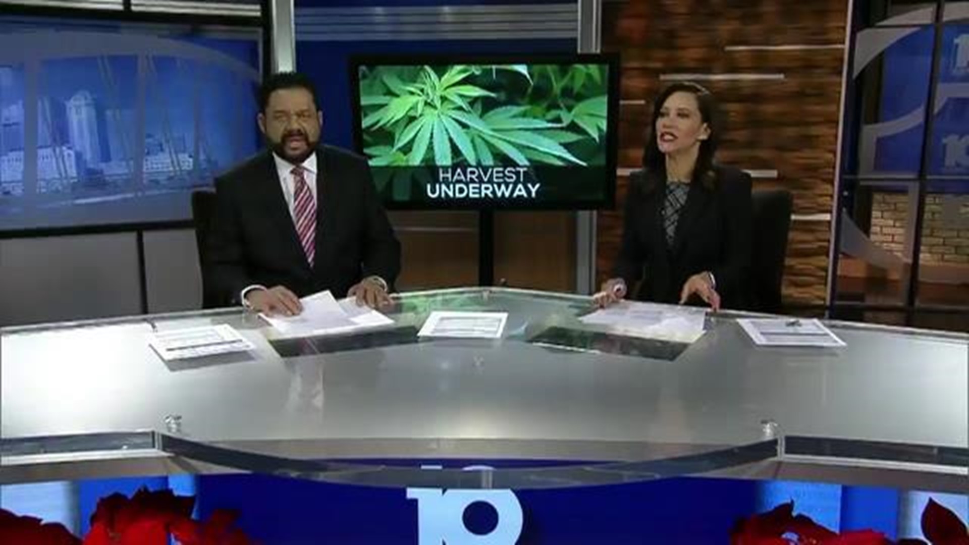 Marijuana Harvest: Long-awaited milestone in cultivation reached near Dayton