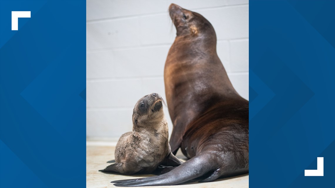 Columbus Zoo announces arrival of 10 California sea lions, 4 harbor seals