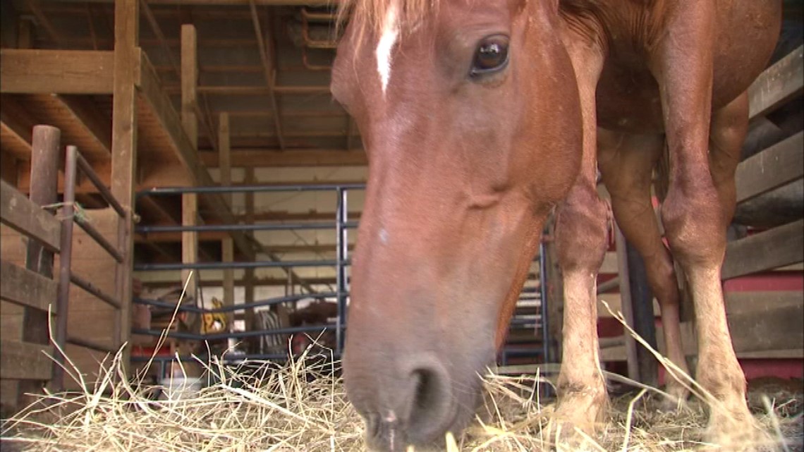 11 Malnourished Horses Seized From Perry Co. Farm