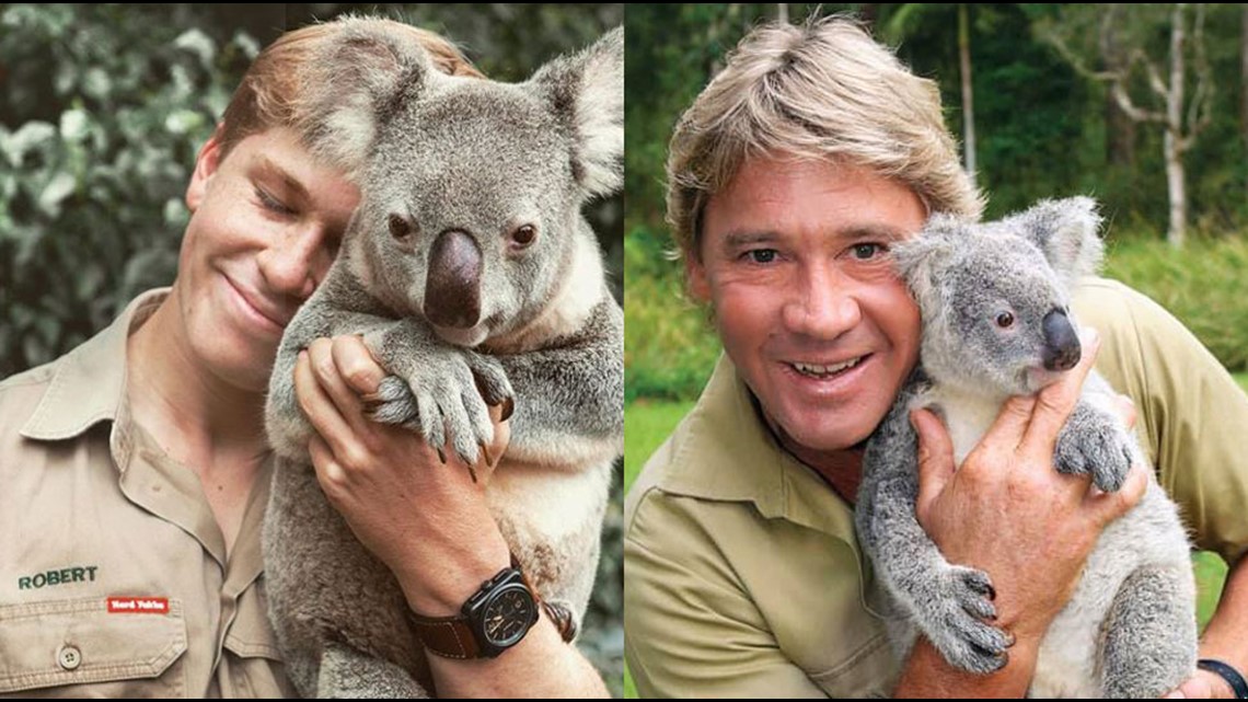 Robert Irwin holding a koala is the spitting image of dad Steve Irwin |  