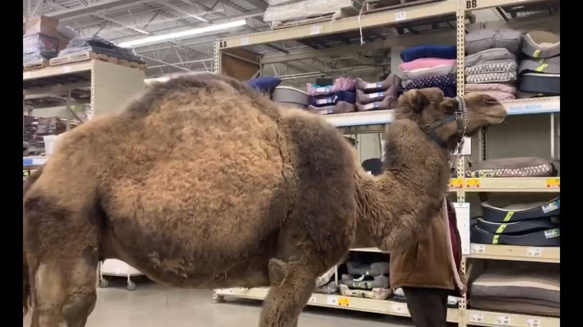 Man Tests Petsmart Policy Brings Camel Into Store 10tv Com