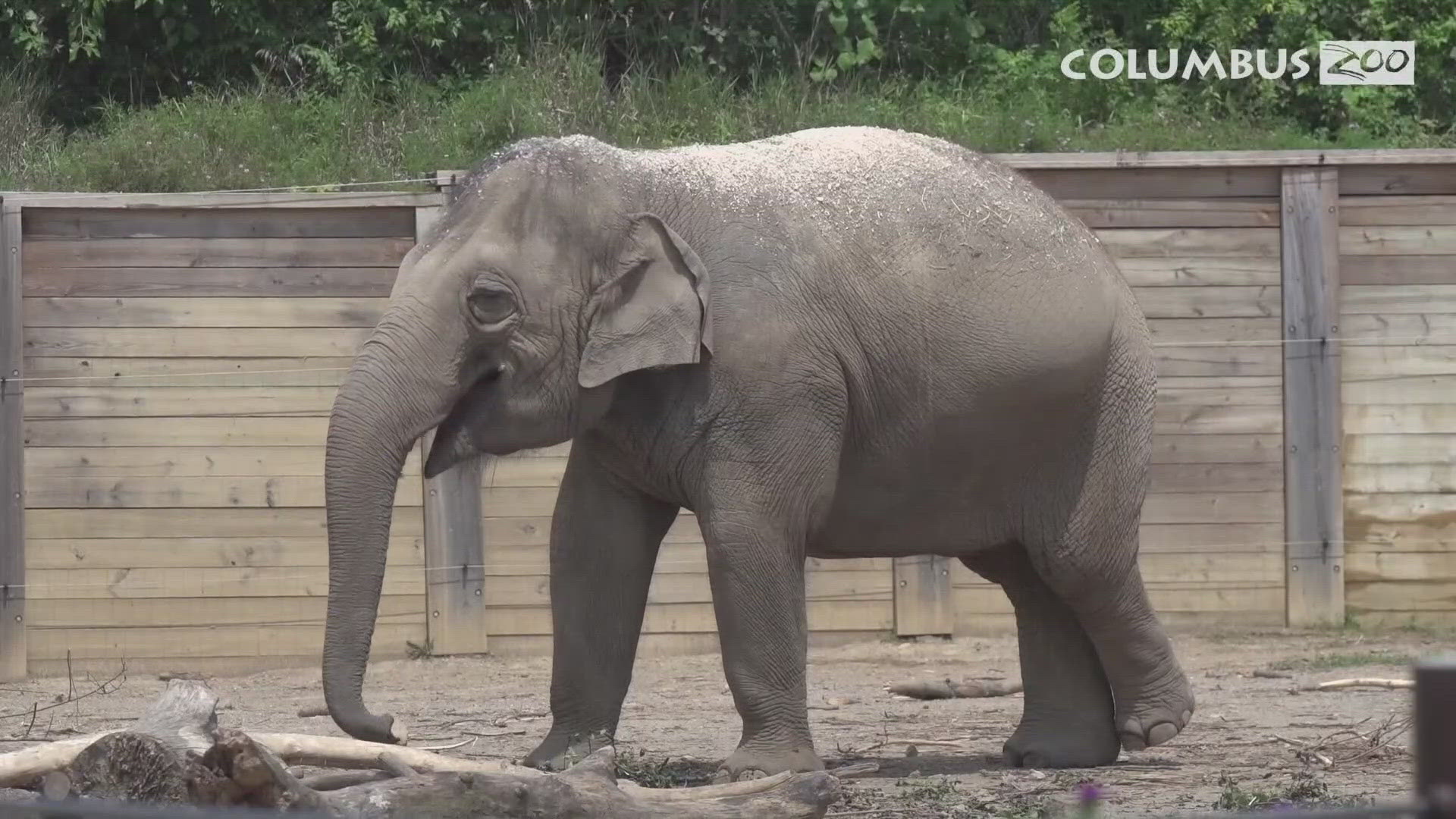 The Columbus Zoo is planning to expand and renovate the elephant’s outdoor habitat to account for its growing herd.