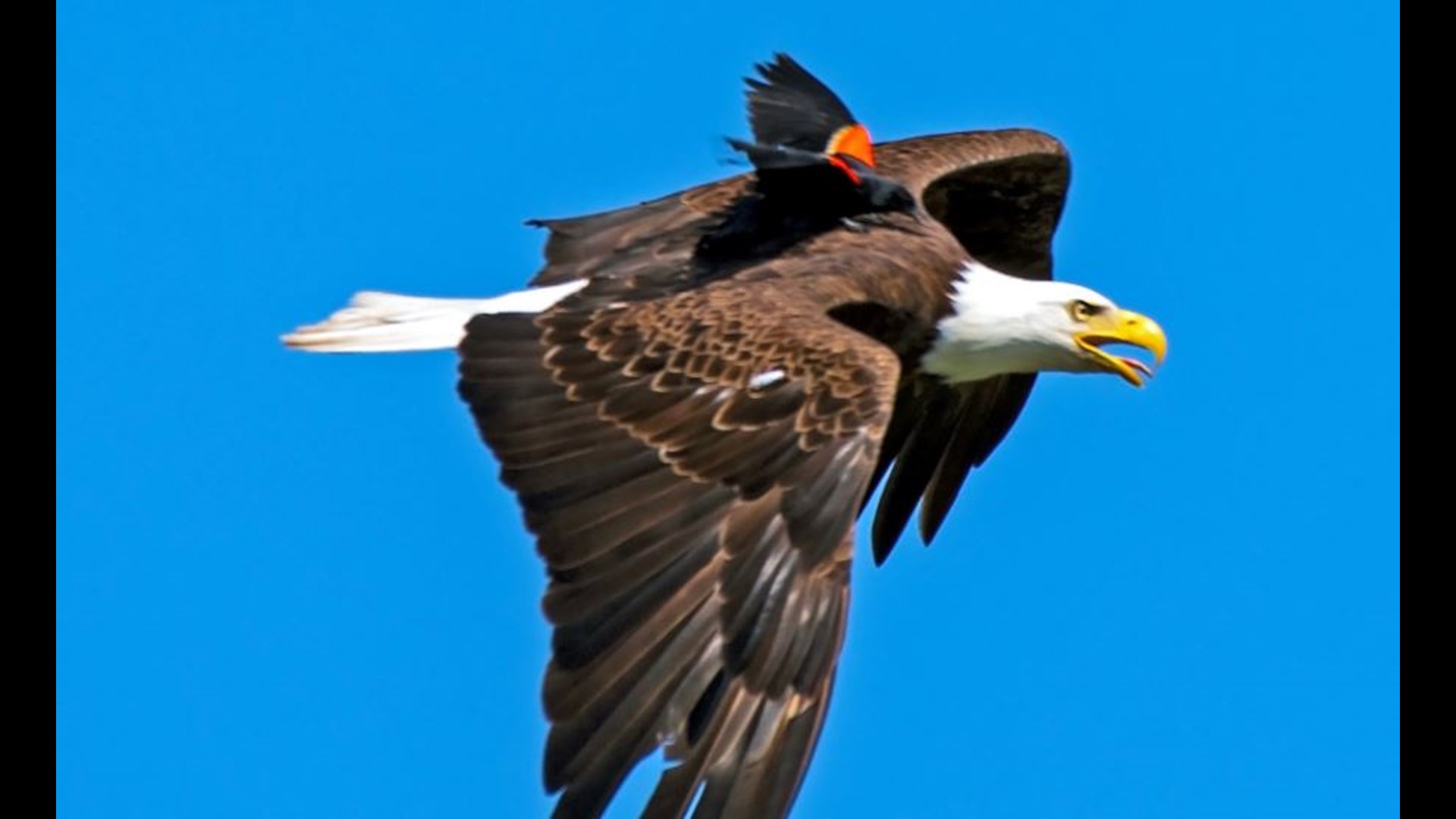 'Eagle Uber': Photographer captures bird riding on back of bald eagle ...