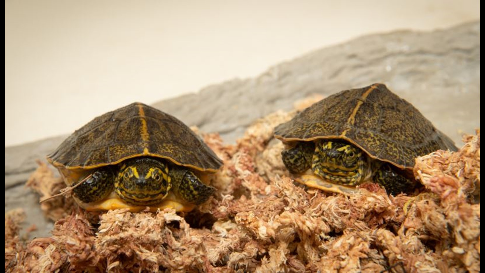 2 endangered turtles hatch at Columbus Zoo | 10tv.com