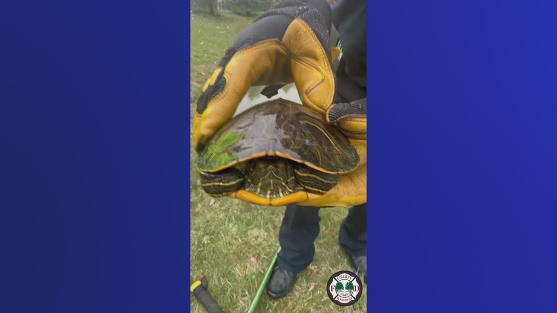 Liberty Township firefighters help rescue turtles stuck in storm drain ...