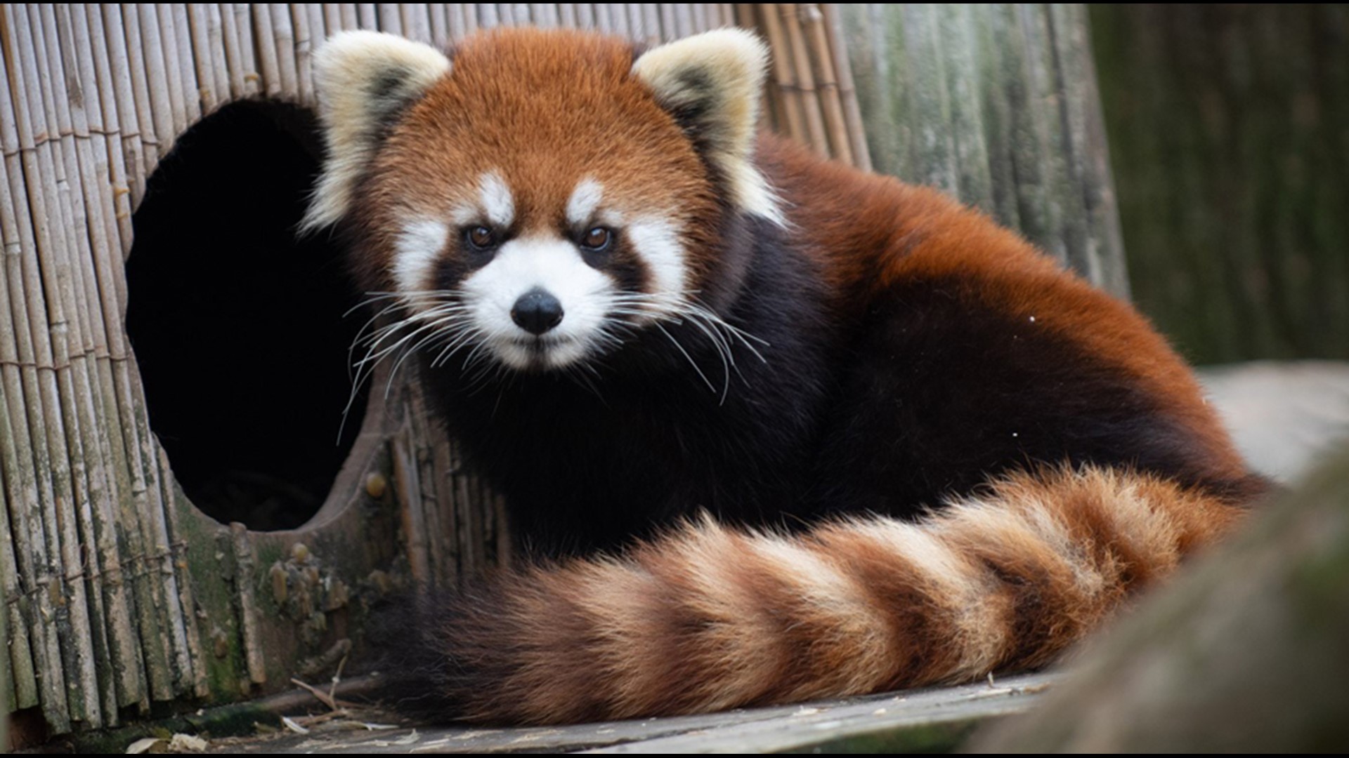 Columbus Zoo new red panda from Cincinnati Zoo