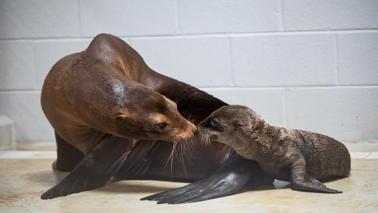 Columbus Zoo announces arrival of 10 California sea lions, 4 harbor seals