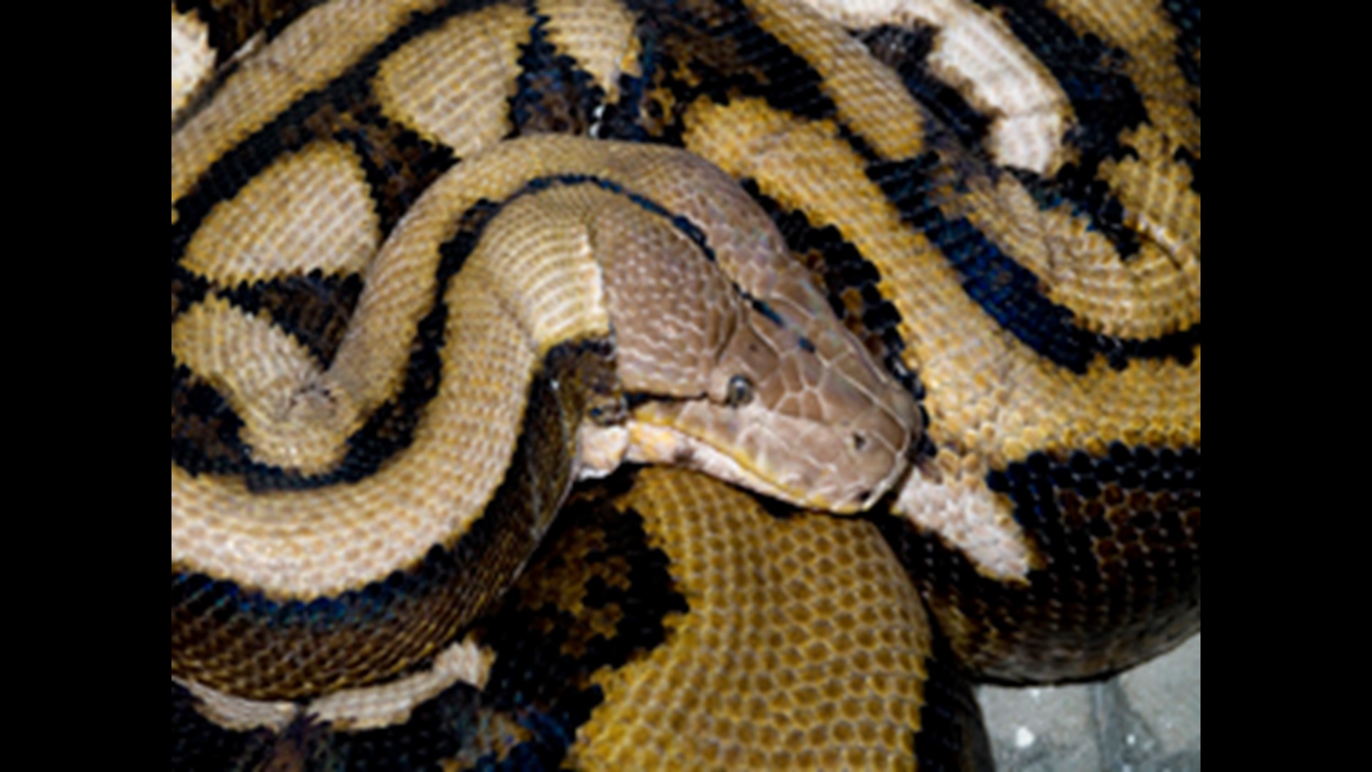 fluffy-world-s-longest-snake-dies-at-columbus-zoo-10tv