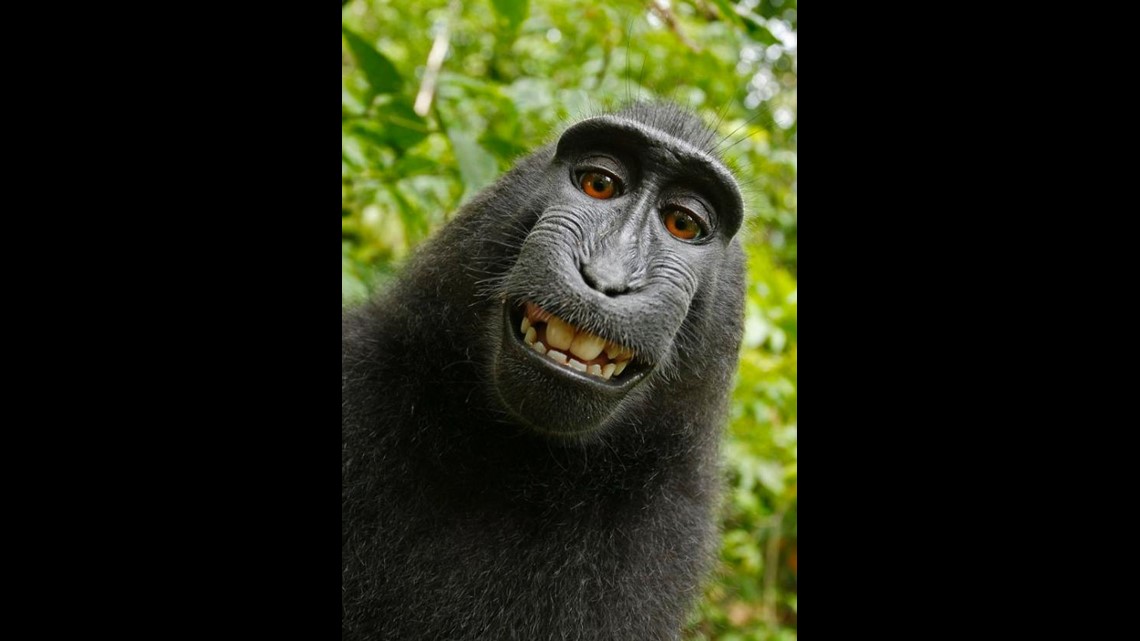 Monkey selfie copyright dispute - Wikipedia