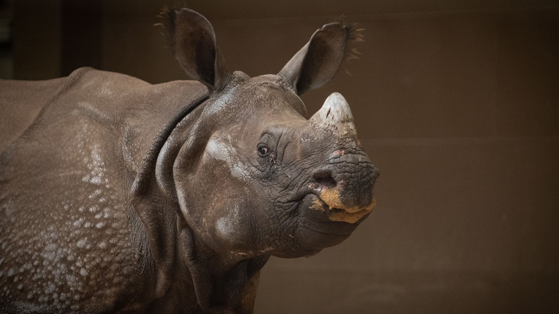 Meet Brian: One-horned rhino arrives at Columbus Zoo - Vimarsana News